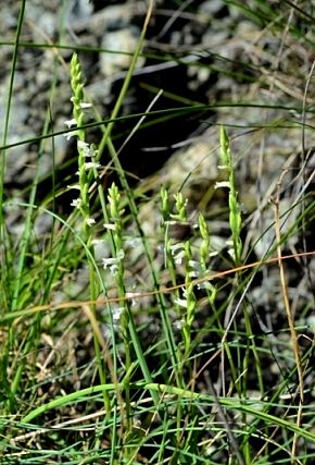 Spiranthes aestivalis in provincia della Spezia